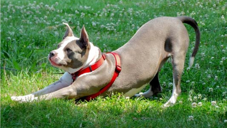 All About Pet dogs Weblog