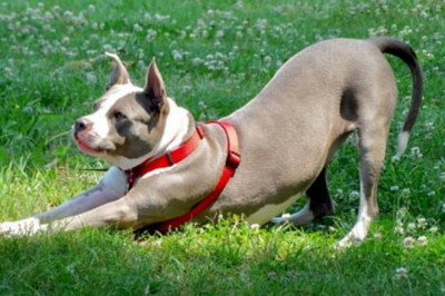 All About Pet dogs Weblog
