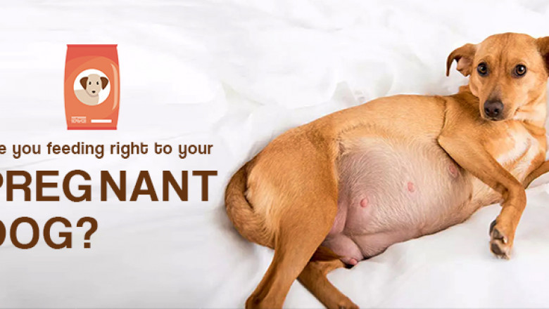Are you feeding right to your Pregnant Dog?