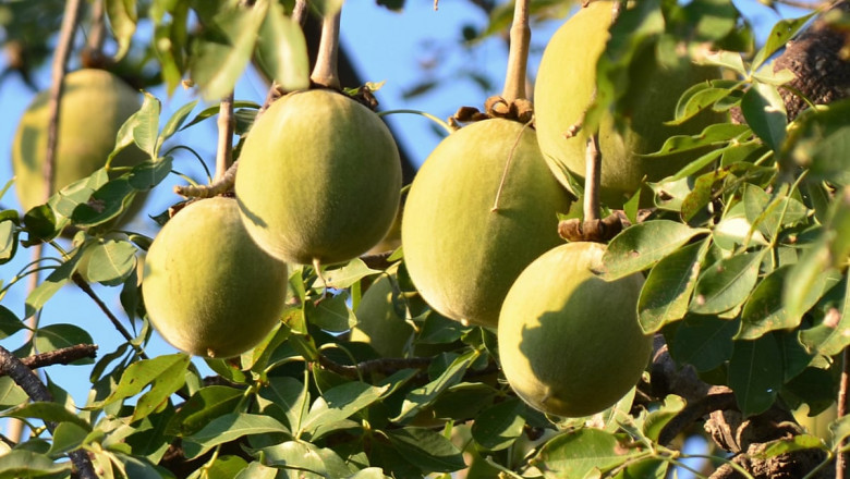 Baobab Market 2021 Trends, Share, Size, Growth, Opportunity and Forecast to 2027