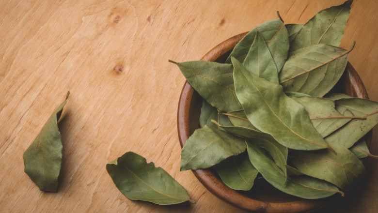 Bay Leaf Size, Landscape, Industry Analysis, Business Outlook, Current and Future Growth