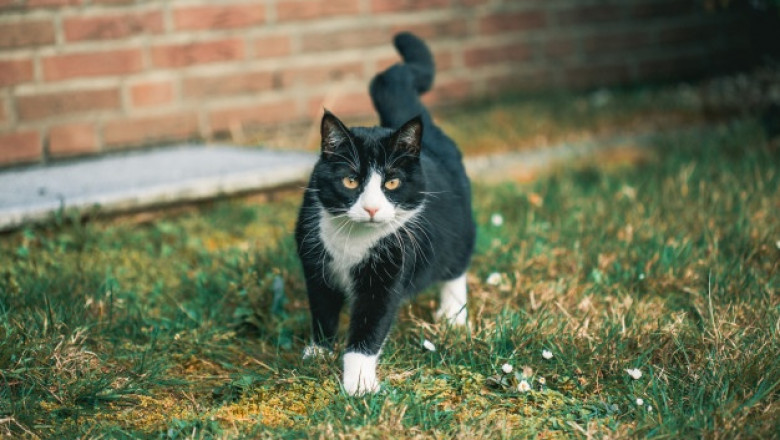 Why Should You Have Cat Litter Crystals?