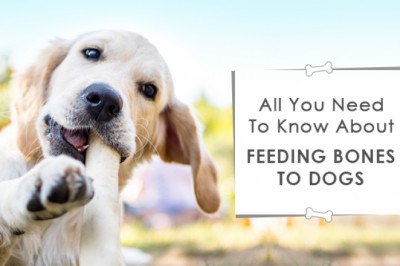 All You Need To Know About Feeding Bones To Dogs
