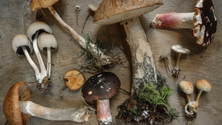 Can Dogs Eat Mushrooms?