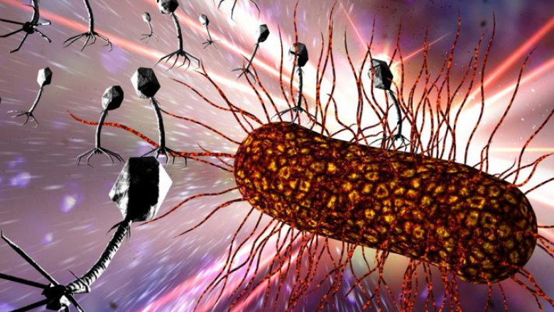 North America Bacteriophages Therapy Market 2021 Offered In New Research Forecast Through 2028