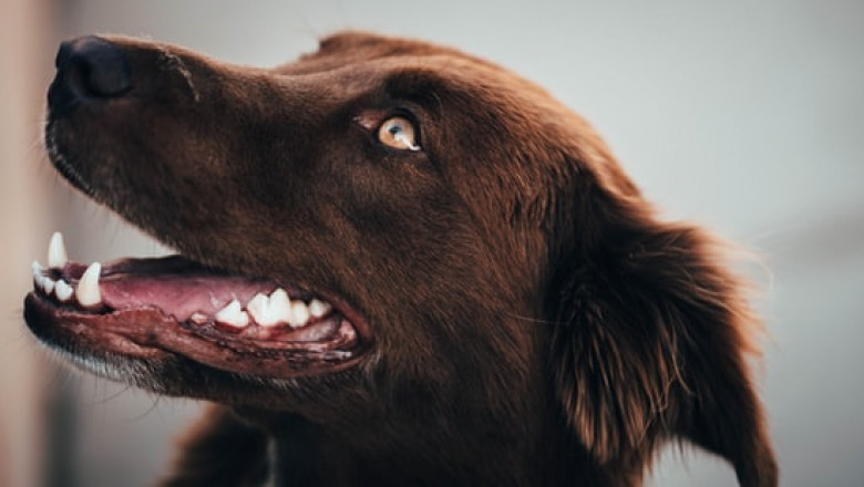 6 Tips to Improve Your Pet's Dental Health