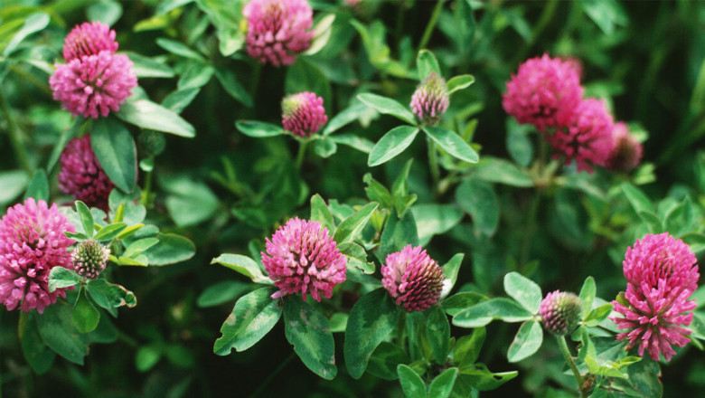 Global Red Clover Market Worldwide Analysis by Financial Overview, Research Methodologies and Forecast to 2027