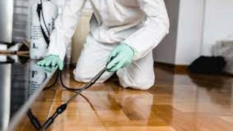 The Least Expensive Approaches of Pest Control Around