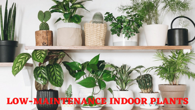 Best low Maintenance Indoor Plants in Winter | Leaf Baba
