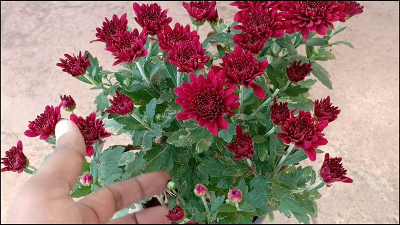 3 Flowering plants you need in your garden | Leaf Baba