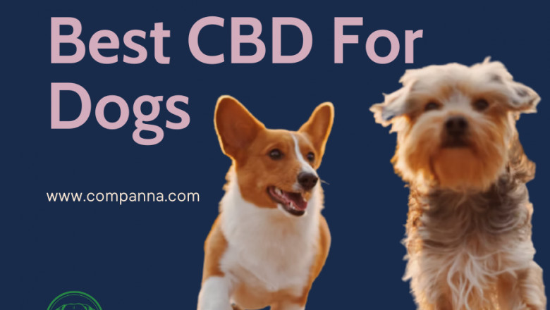 Best CBD For Dogs