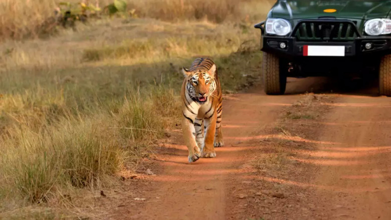 Corbett national park - dhikala night stay