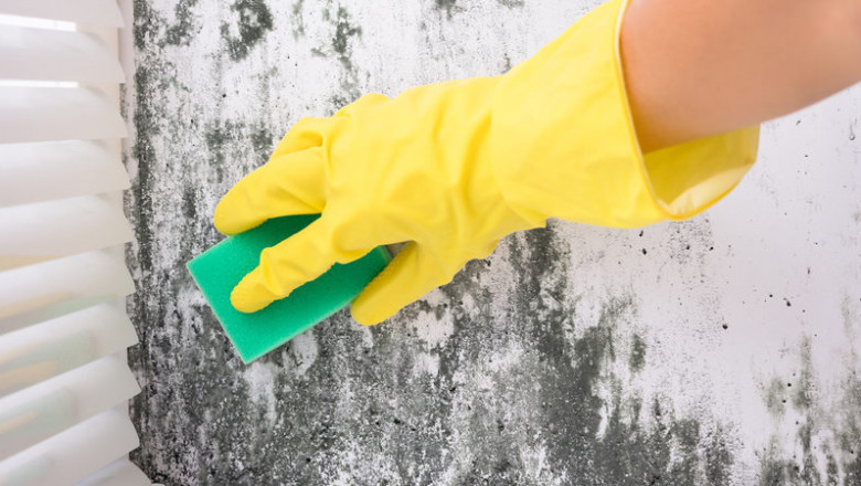 How Do I Prevent Mold From Growing Inside My Property?