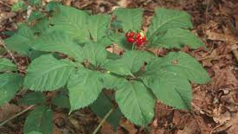 Panax Quinquefolius Market Trends Research Report Analysis Revealing Key Drivers & Growth Trends through 2026