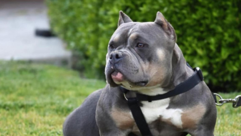 Pitbull bully puppies for sale cheap