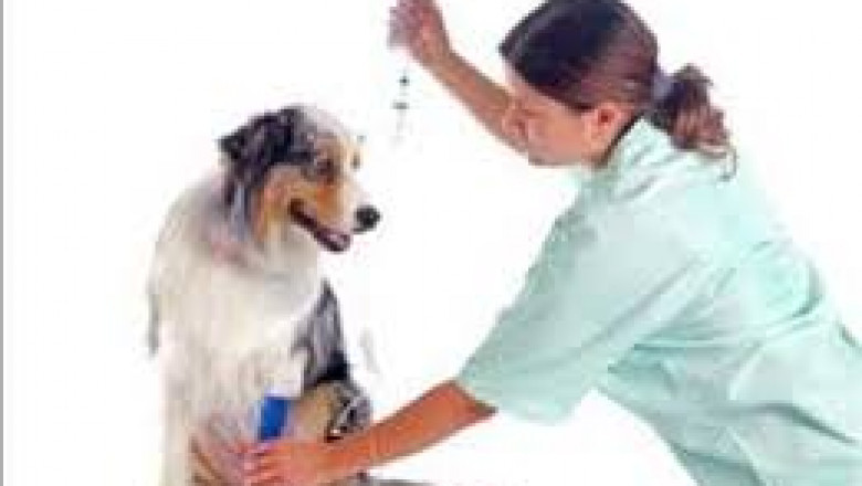 Animal Stem Cell Therapy Market Growth Rate 2021, Supply with Regional Forecast 2021-2026