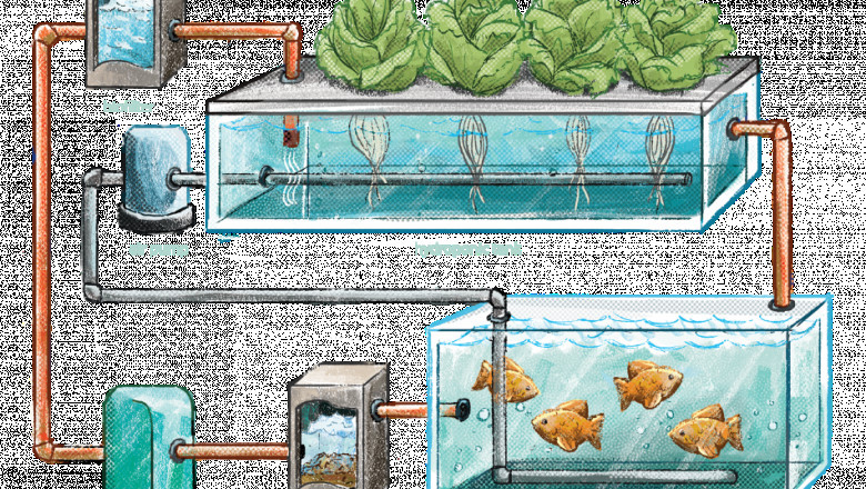 Aquaponics Market Key Manufacturers 2021 Competitive Analysis and Forecast to 2026
