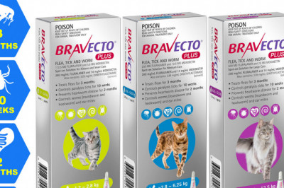 Bravecto Plus For Cats Flea Tick and Worm Treatment