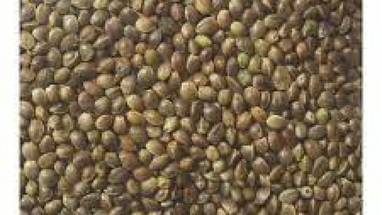 Hemp Seeds Market Insights 2021 and Regional Analysis by 2026