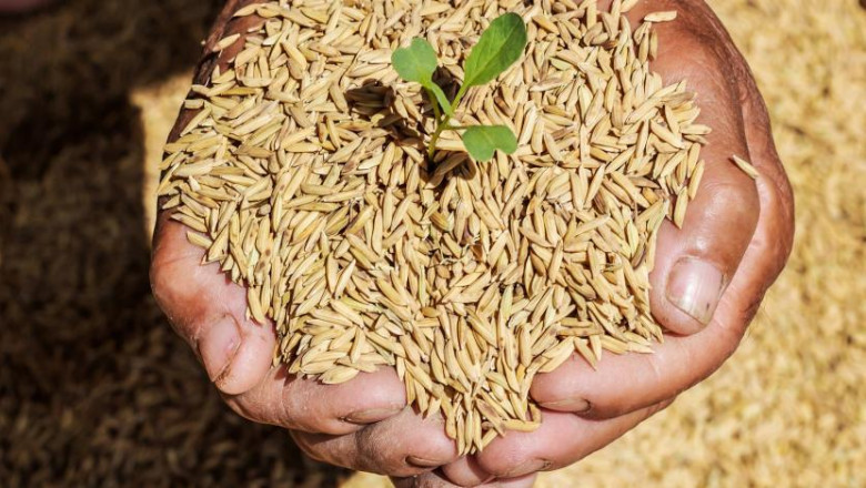 Hybrid Rice Seeds Market 2021 Top Regional Companies and Global Outlook 2026