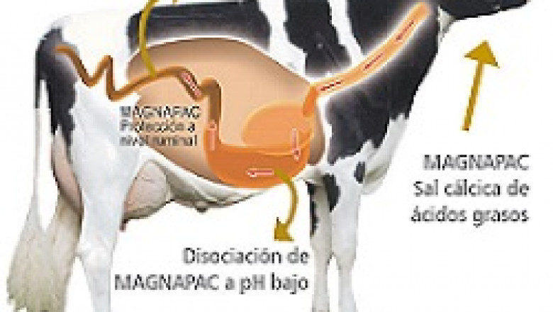 Rumen Bypass Fat Market Share 2021 and Forecast 2026