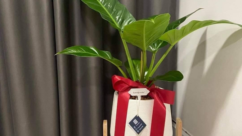Why Tree Gifting would be the Next Cool Trend