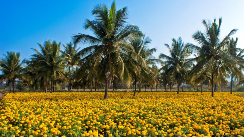Floriculture Market Major Key Players Insights, Business Strategies with Growth Forecast