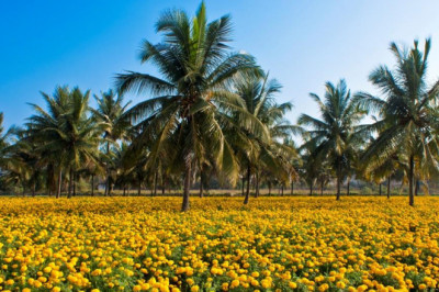 Floriculture Market Major Key Players Insights, Business Strategies with Growth Forecast