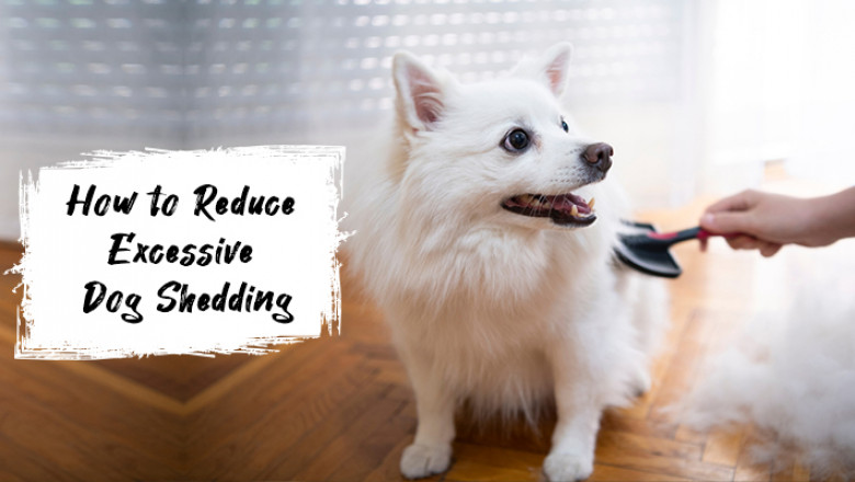 How To Prevent Excessive Dog Shedding?