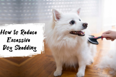 How To Prevent Excessive Dog Shedding?