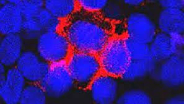 Human Coagulation Factor VIII Market Challenges to Current Therapies and Growth Forecast 2021 to 2026