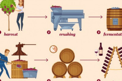Steps in Wine Making Process |Food Consultants