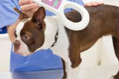 Pet Microchips Market Industry Brief Analysis by Size, Research Report Analysis 2021 to 2026