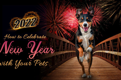 How To Celebrate New Year With Your Pets | Pet Supplies | DiscountPetCare