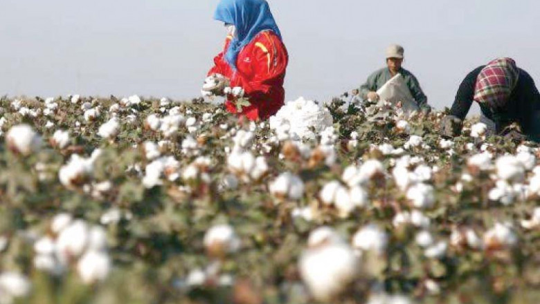 The Truth About Cotton