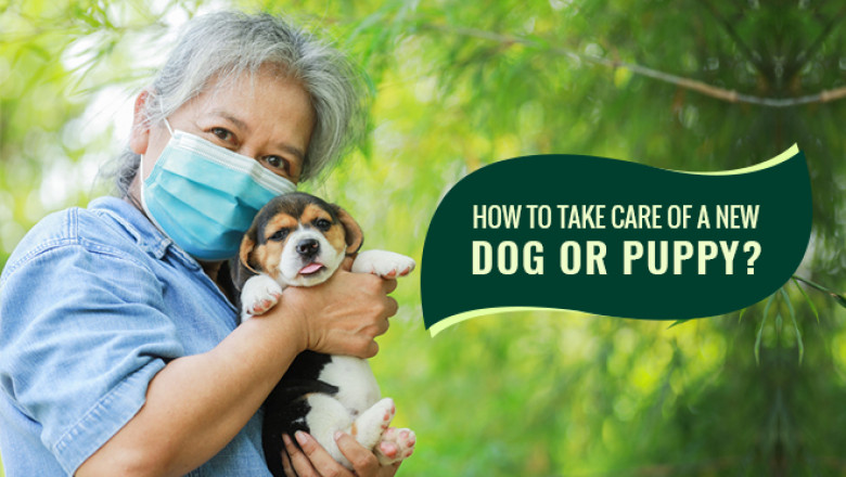 How To Take Care Of a New Dog or Puppy?