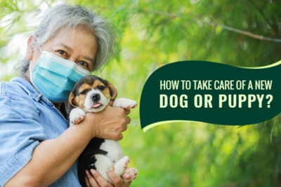 How To Take Care Of a New Dog or Puppy?