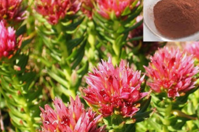 Rhodiola Rosea P.E. Market Size, Global Demands, Comprehensive Analysis and Forecast 2026