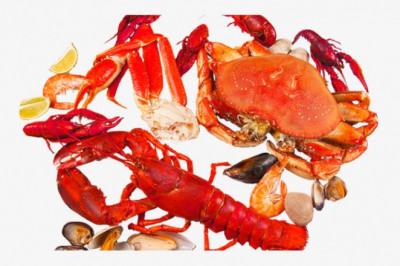 Definition of the Chitin Market on a Global Scale