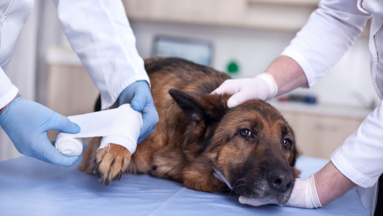 Global Animal Therapeutics and Diagnostics Market to Increase Exponentially During 2020-2030