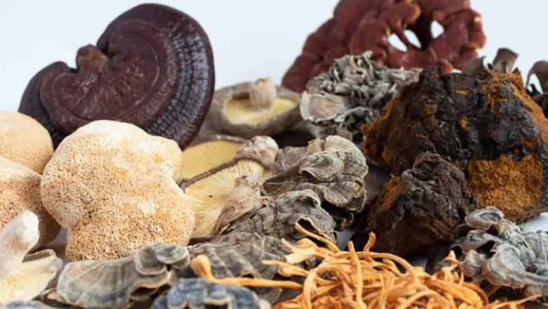 Medicinal Mushroom Market: Reliable Market Size & Share Estimates for 2027| Bonduelle, the Mushroom Company, Modern Mushroom Farms