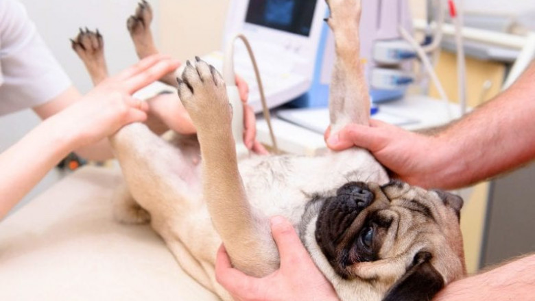 Animal Ultrasound Industry Witness Stunning Growth | Research Informatic