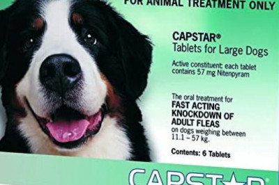 Capstar for Large Dogs 11.1-57kg (Green) - 6 Pack
