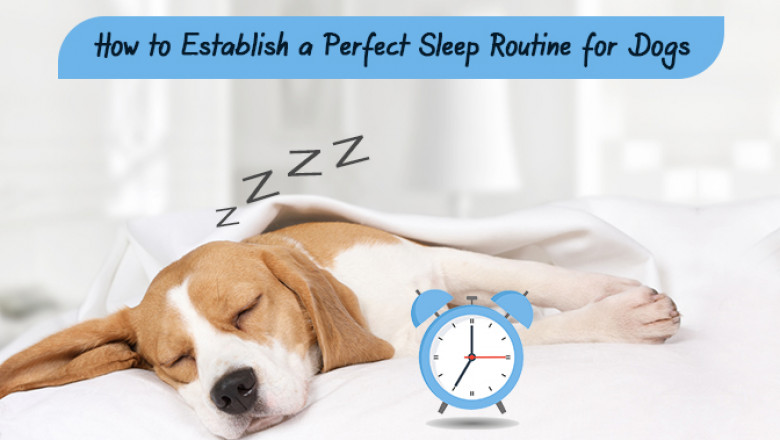 How to Establish a Perfect Sleep Routine for Dogs | DiscountPetCare