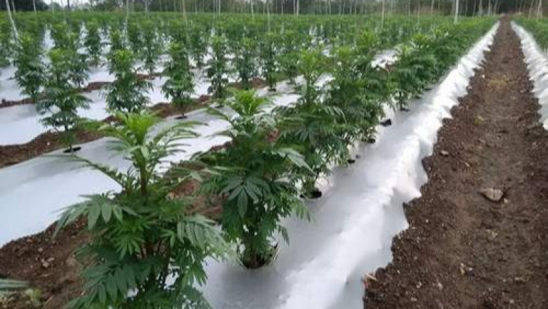 Mulch Films Market Size Forecast to Reach $5.70 Billion by 2025