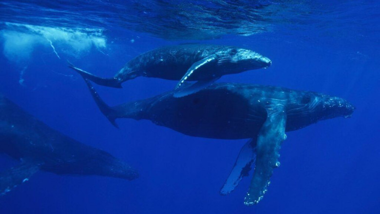 Remember Boat Tours on Your Hawaiian Vacation