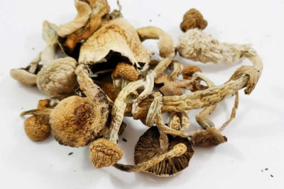 MAGIC mushrooms