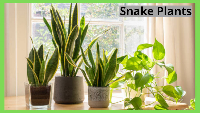 3 Must-Have Reasons for a Snake Plant