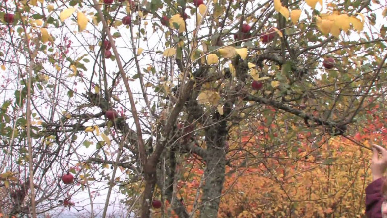 AKA Tree Service: Reliable And Clean Tree Removal In Ga