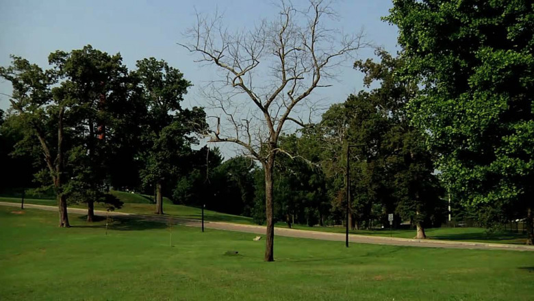 Are Nearby Trees Harmful For Your Property? Let’s Find Out